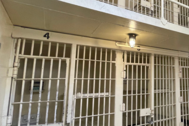 a flock of seagulls are standing in a cage